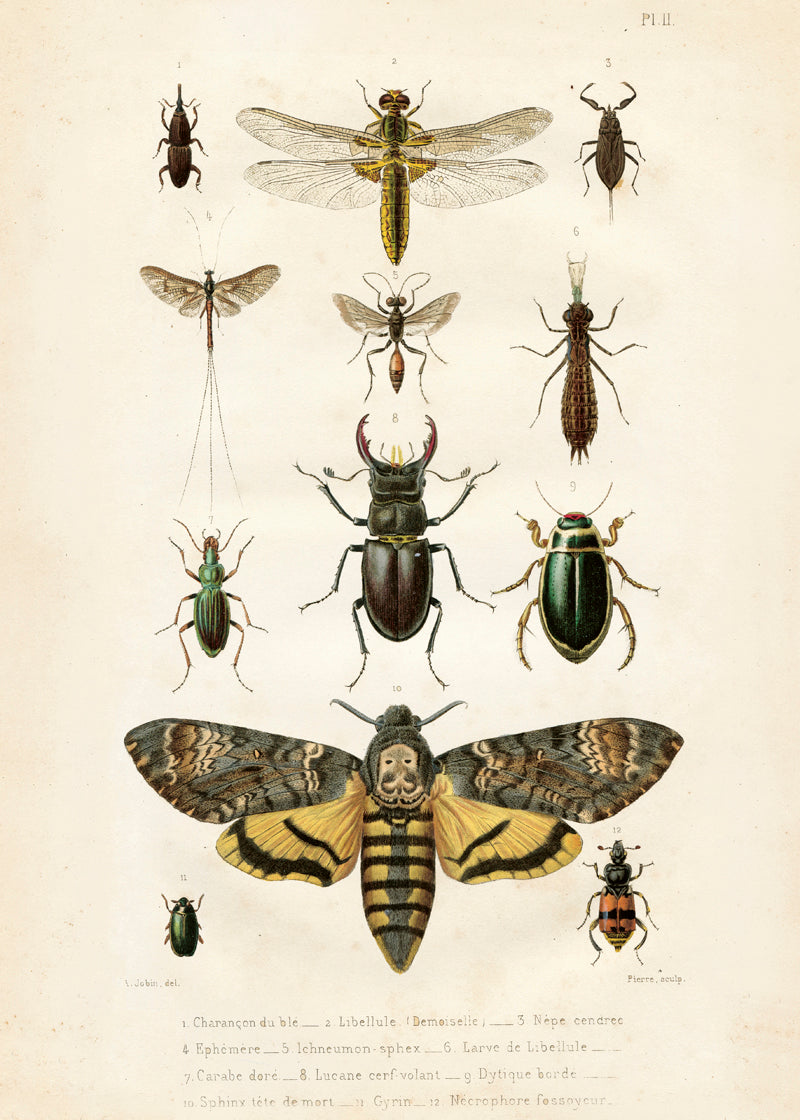 Poster -  Insekter, 50x70cm