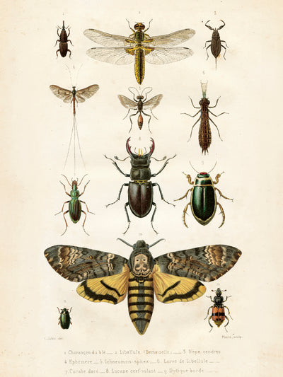 Poster -  Insekter, 50x70cm