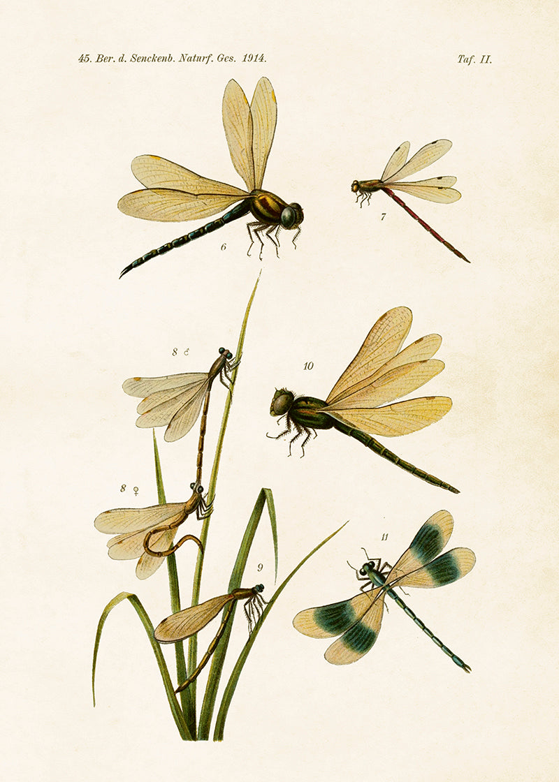Poster - Sländor, 50x70cm - bild 2