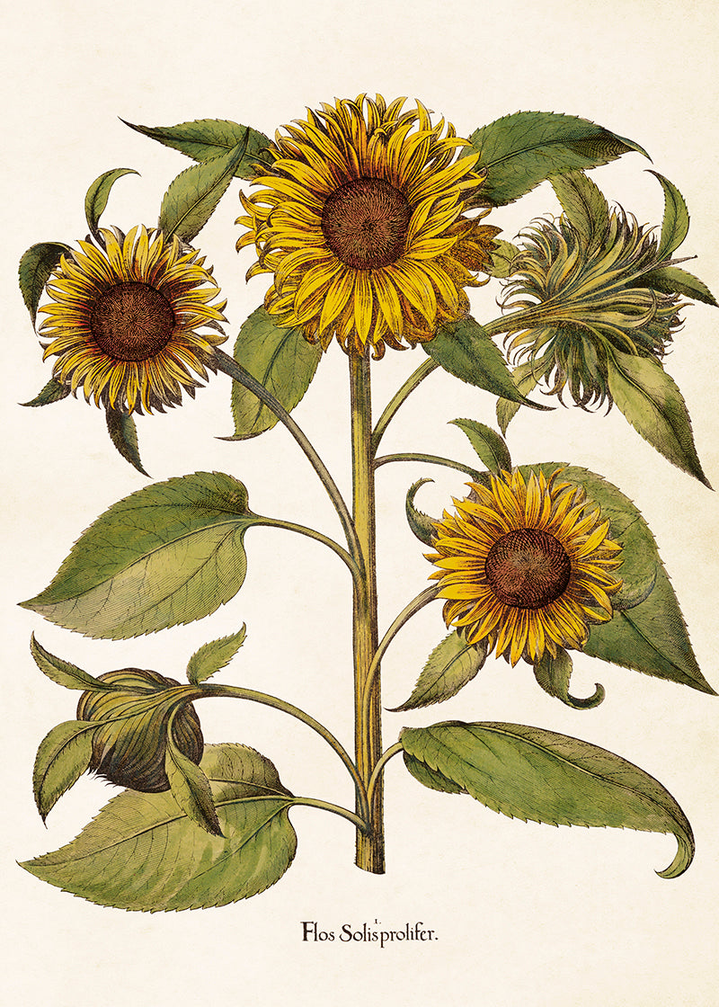 Poster - Solrosor,  50x70cm - bild 2