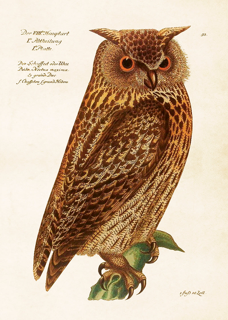 Poster - uggla, 50x70cm