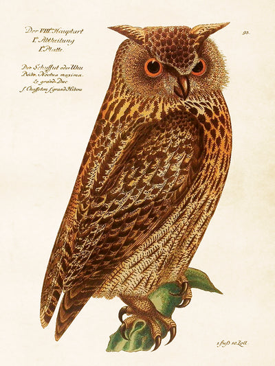 Poster - uggla, 50x70cm