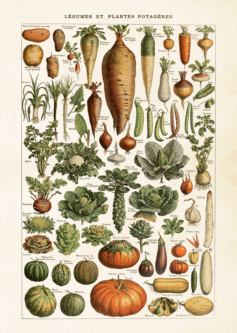 Poster - grönsaker, 50x70cm