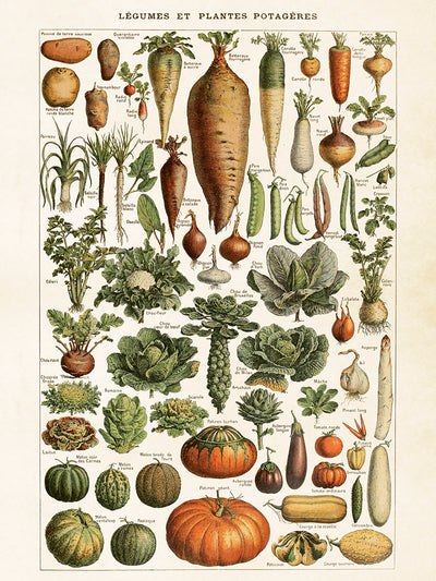 Poster - grönsaker, 50x70cm