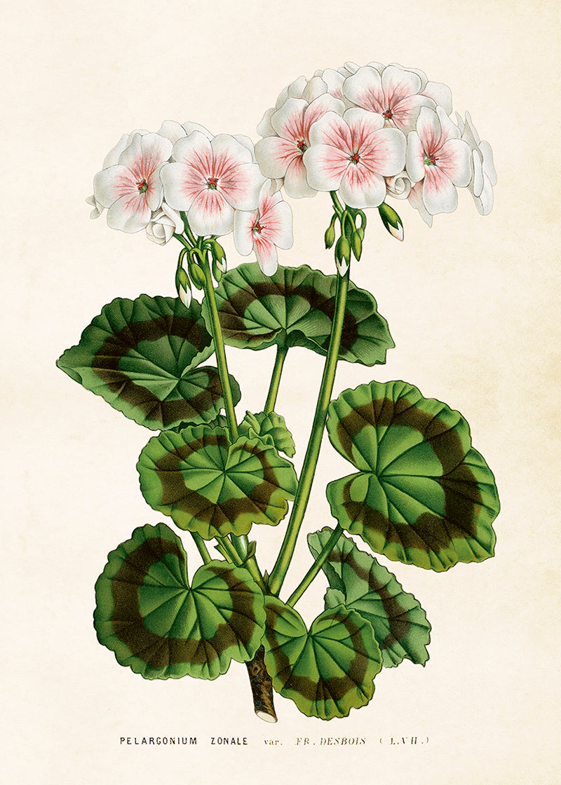 Poster - Pelargoner, 50x70cm - bild 2
