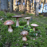 Höstsvamp i trä - bild 3