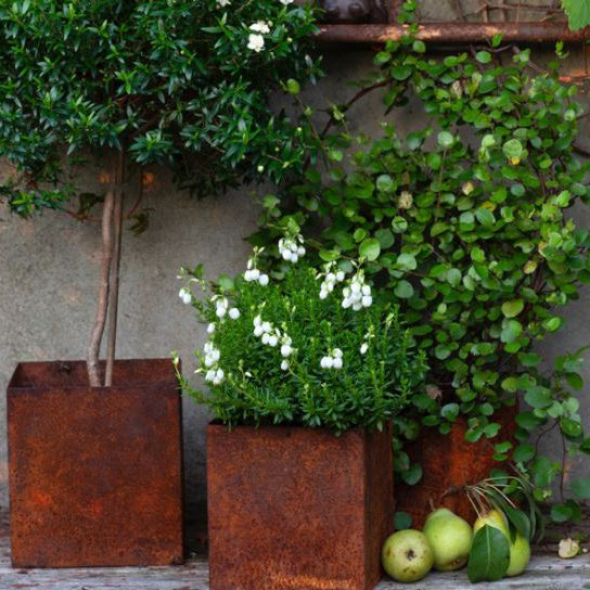 Kruka kvadrat liten i rostande plåt – Eldgarden - bild 1