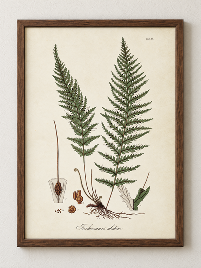 Poster - Ormbunkar,  50x70cm