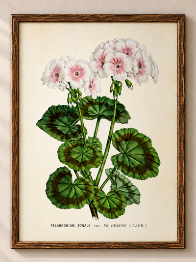 Poster - Pelargoner, 50x70cm