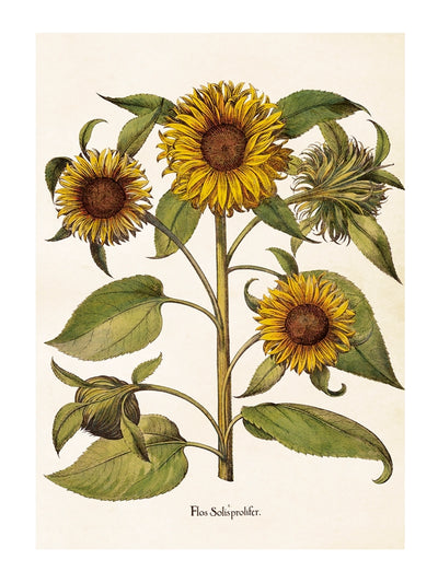 Poster - Solrosor,  50x70cm