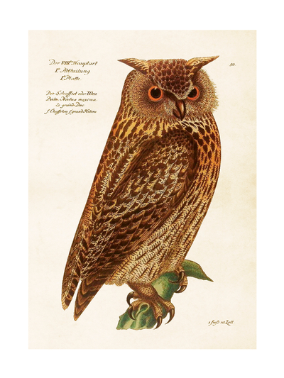Poster - berguv, 50x70cm